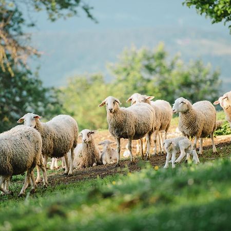 Eco Tourist Farm Ravnjak Slovenj Gradec Buitenkant foto