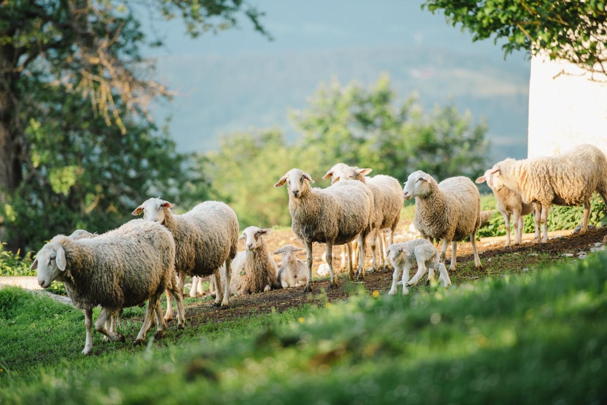 Eco Tourist Farm Ravnjak Slovenj Gradec Buitenkant foto